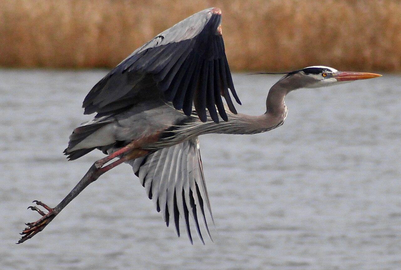 Ardea Herodias -Montezuma National Wildlife Refuge