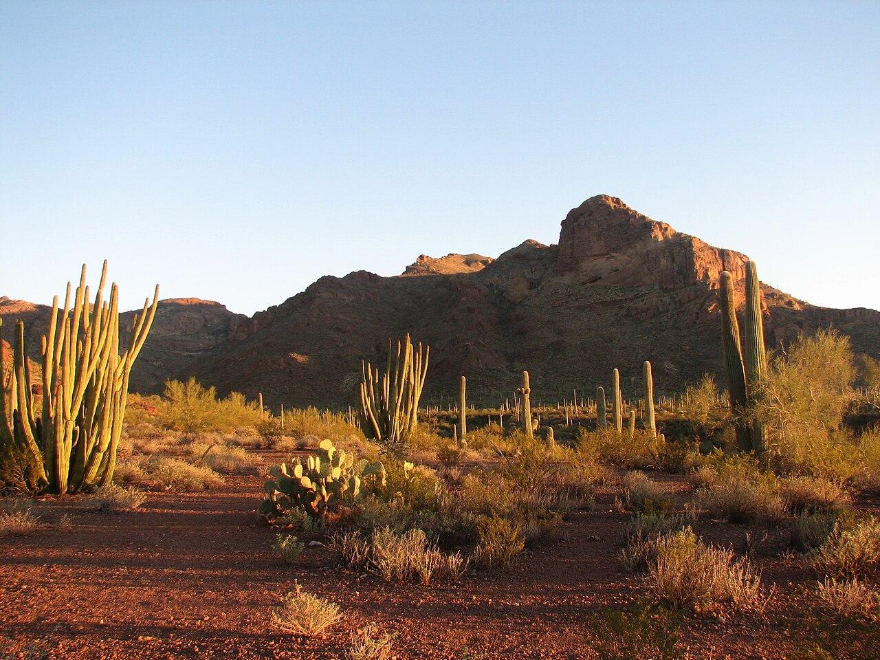 Campsite at Organ Pipe National Monument