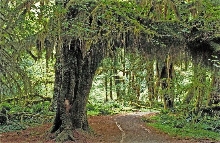 oh Rain Forest, Olympic National Park, Washington State