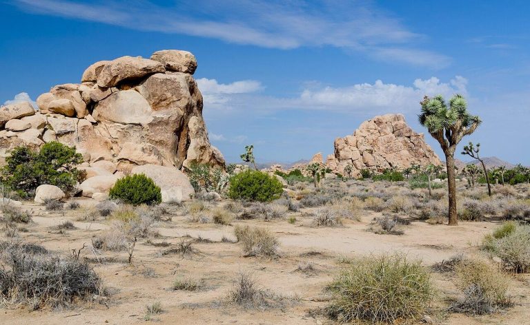 Typical view of Joshua Tree National Park with impressive rocks and Joshua trees (Yucca brevifolia).