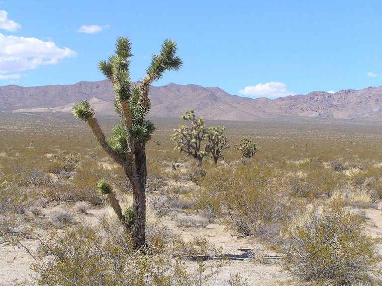 Mojave National Preserve