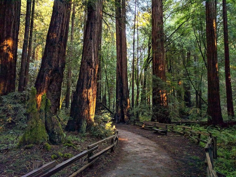 Muir Woods National Monument - Part of California’s Golden Gate National Recreation Area