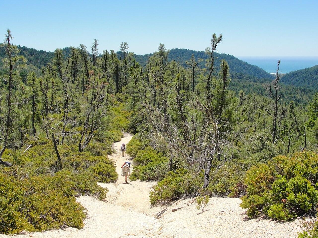 Open Pinus Attenuata Forest, McCrary Ridge Trail — in Big Basin State Park, Santa Cruz Mountains, CA