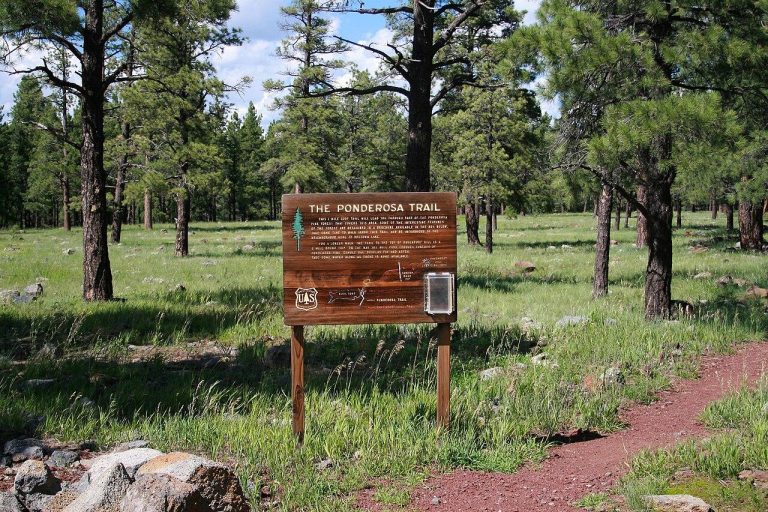 Ponderosa Trail