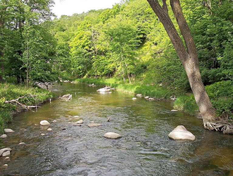 A serene river gently winds through lush greenery, reflecting the soft sunlight filtering through the vibrant leaves. Smooth stones dot the shallow waters, while the base of a sturdy tree leans toward the riverbank, enhancing the tranquil atmosphere of the peaceful natural setting.