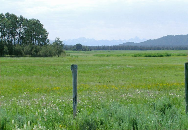 One of many meadows in Island Park that reveals the flat bottom of caldera floor. This meadow is near Mesa Falls. The peaks in background are the Grand Tetons.