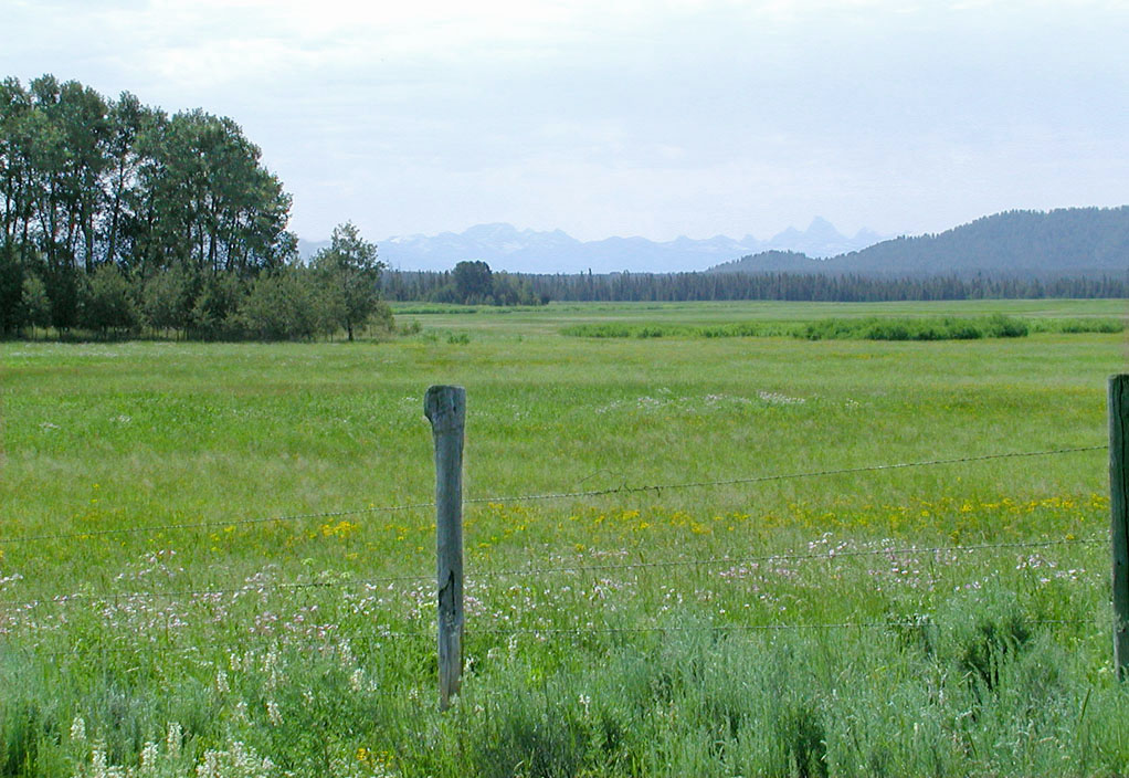 One of many meadows in Island Park that reveals the flat bottom of caldera floor. This meadow is near Mesa Falls. The peaks in background are the Grand Tetons.