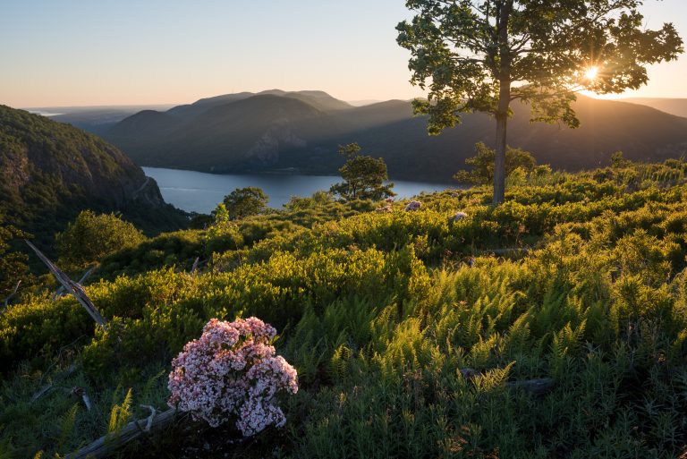 Sunrise at North Point in Storm King State Park, New York. Mountain laurel – Kalmia latifolia – blooms in the foreground.