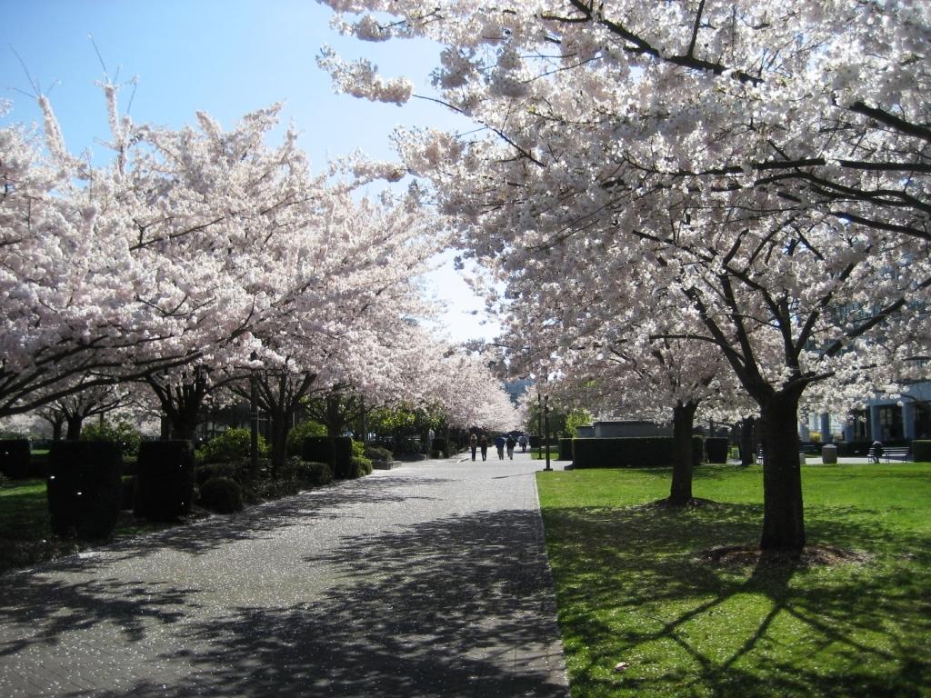 Cherry blossoms on Capital Mall in Salem, Oregon