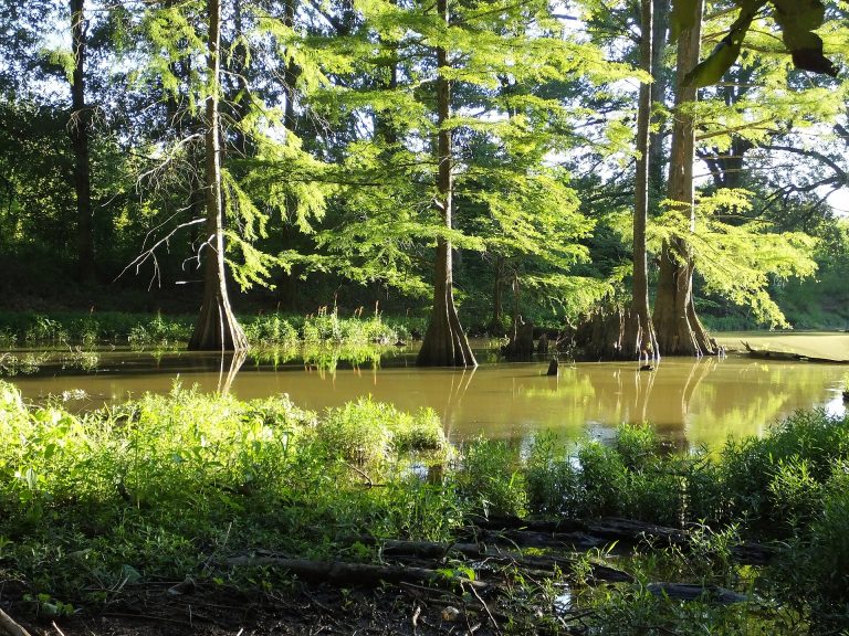 Battleshell Lake surrounded by bottomland forest at Mingo National Wildlife Refuge