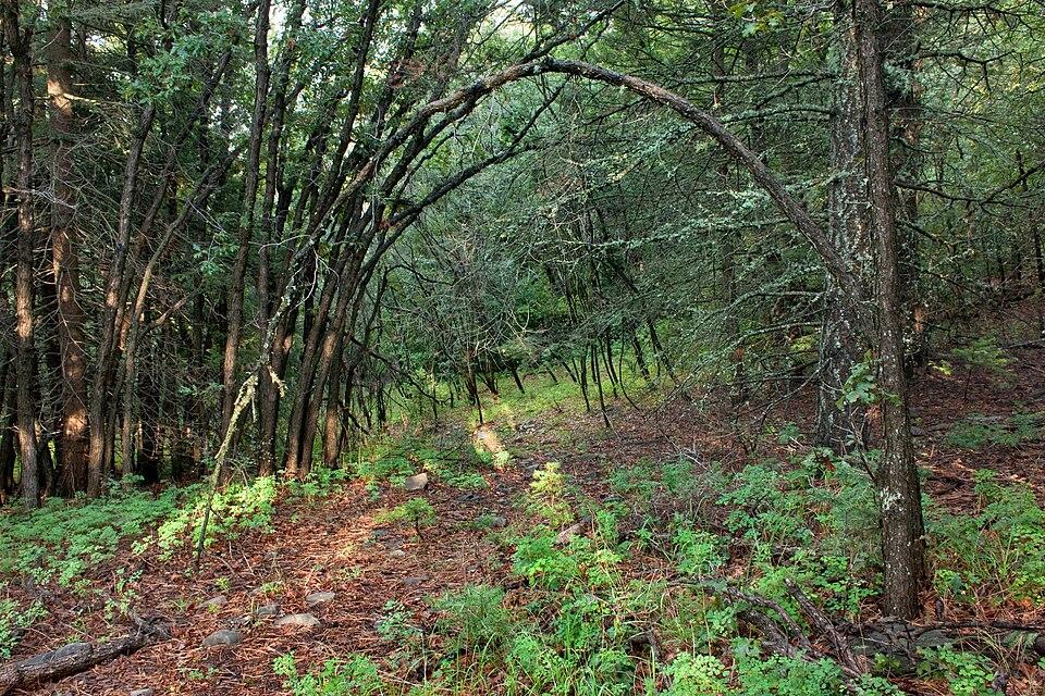 Osha Trail, northwest side of Cloudcroft in the Sacramento Mountains, Otero County, New Mexico