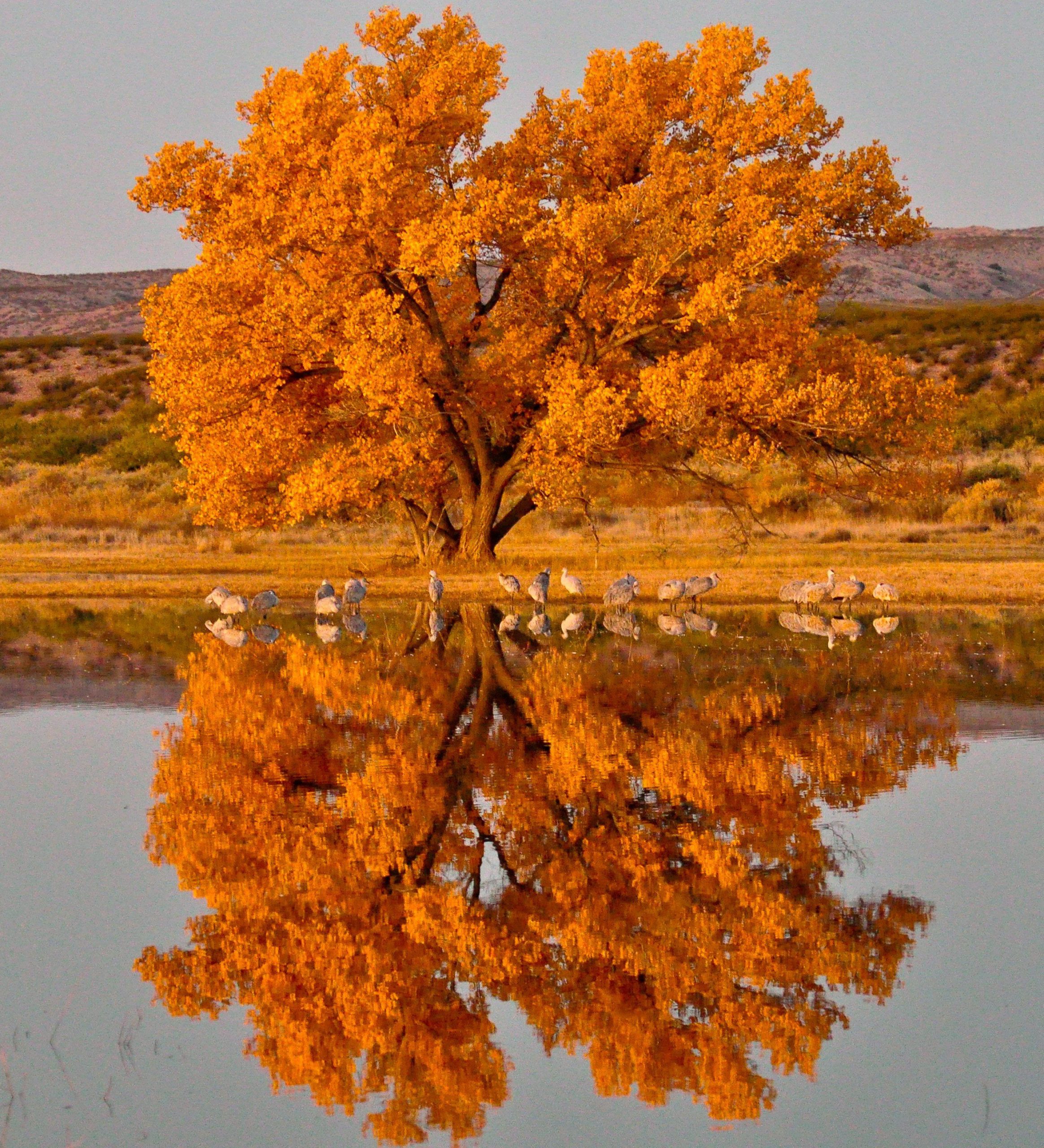 Wetlands and sandhill cranes at Bosque del Apache in New Mexico