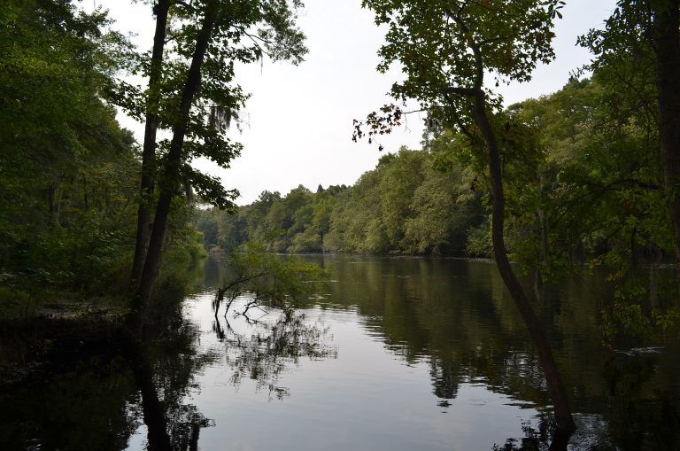 Outdoor scenery at Edisto River