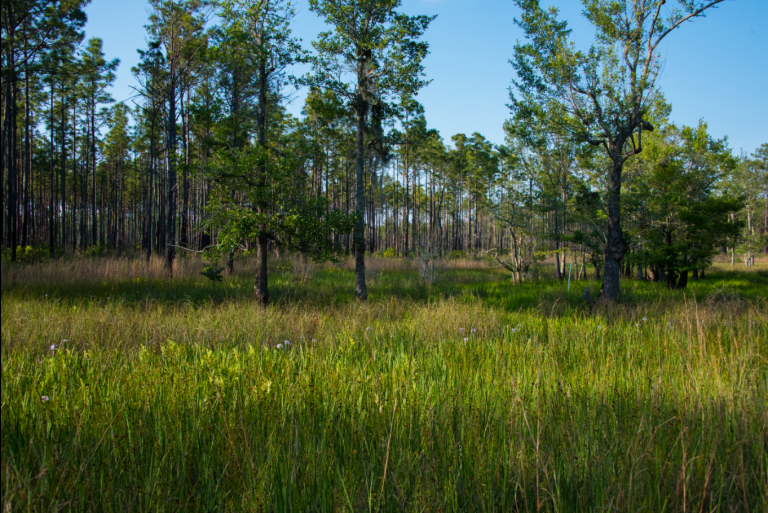 Outdoor scenery at Francis Marion National Forest