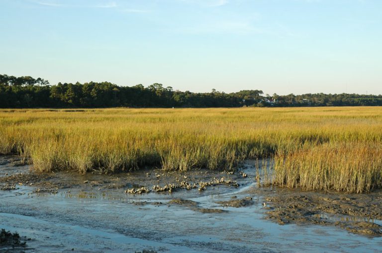 Outdoor scenery at Huntington Beach State Park