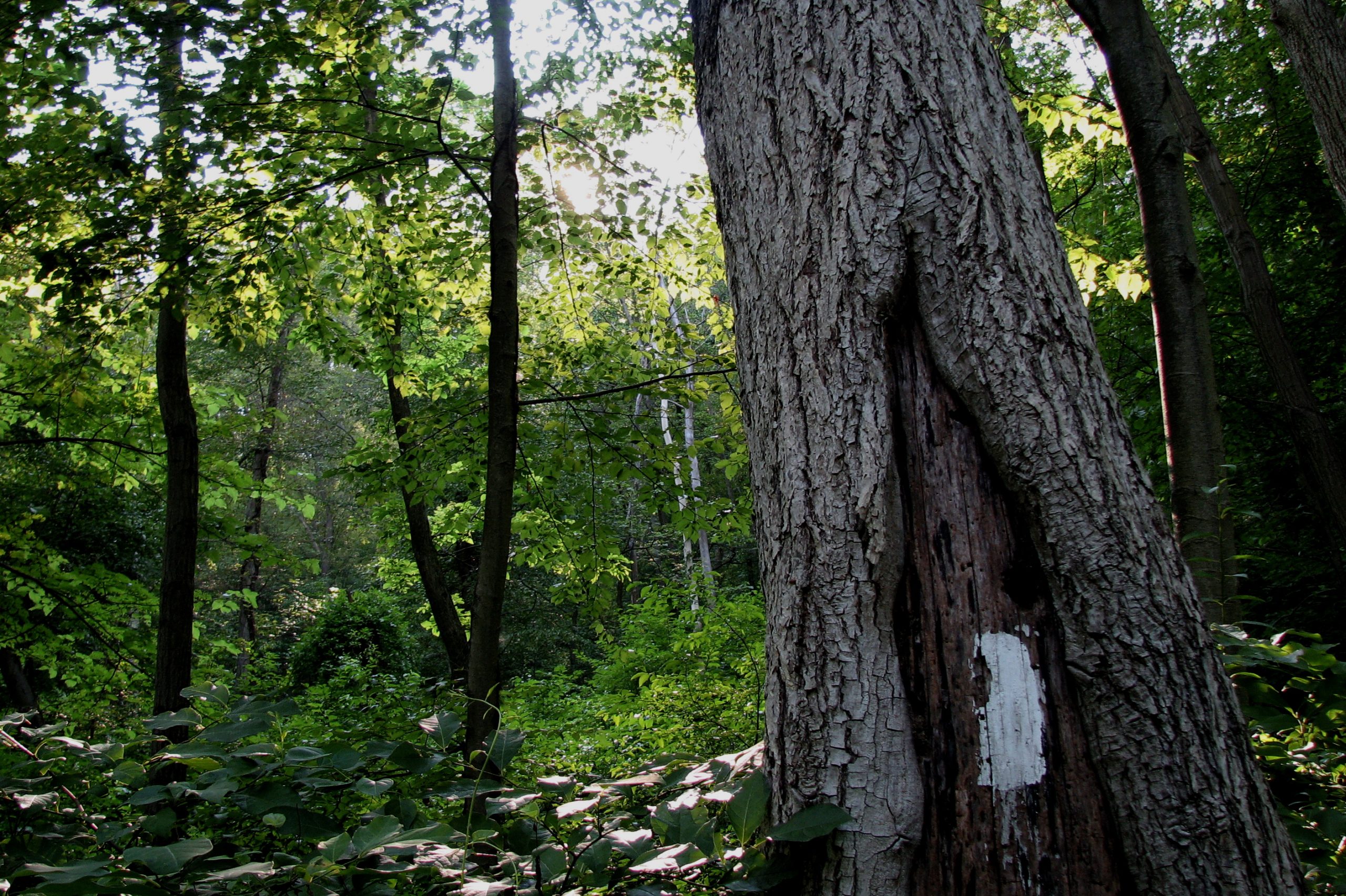 Outdoor landscape at Appalachian Trail in Pennsylvania in Pennsylvania