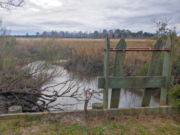 Outdoor scenery at ACE Basin National Wildlife Refuge