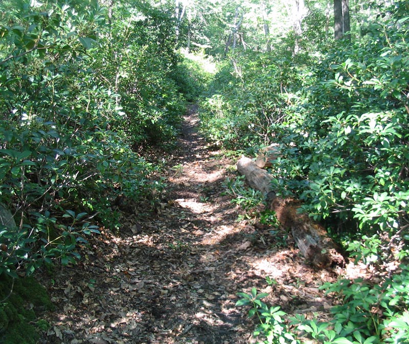Outdoor landscape at Rothrock State Forest in Pennsylvania